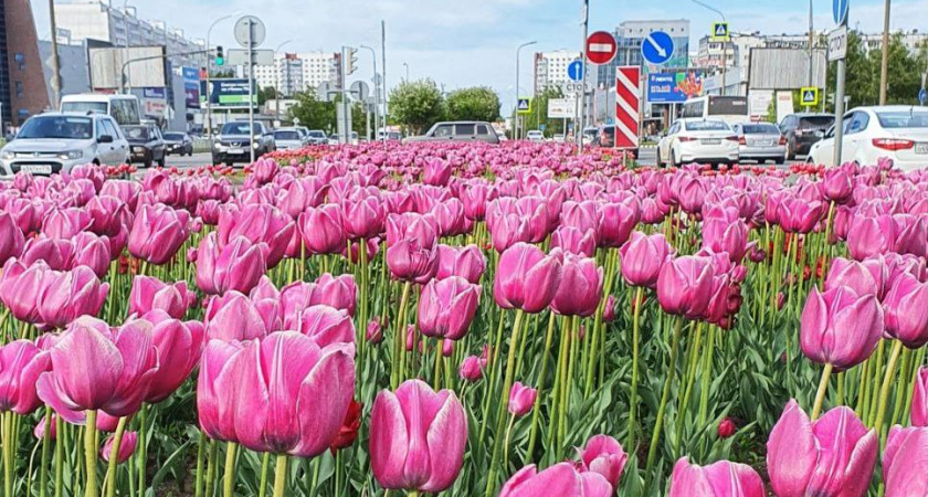 В Челнах высадят более 1 млн цветов