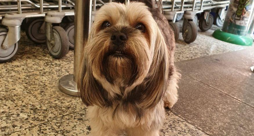 В Челнах выберут самую быструю собаку