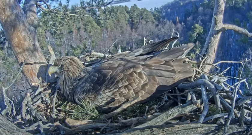 Орланы в нацпарке «Нижняя Кама» готовятся стать родителями (видео)