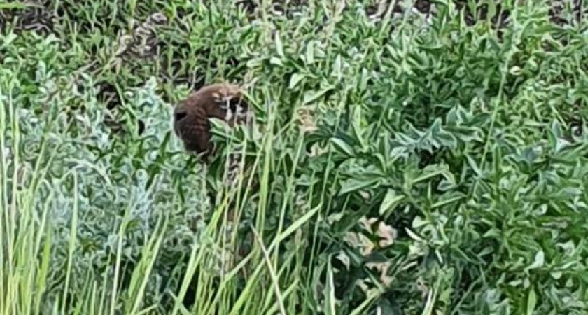 В Татарстане начали просыпаться сурки