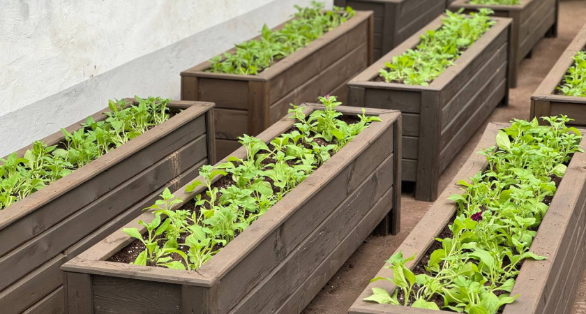 В Челнах готовят к посадке полмиллиона цветов