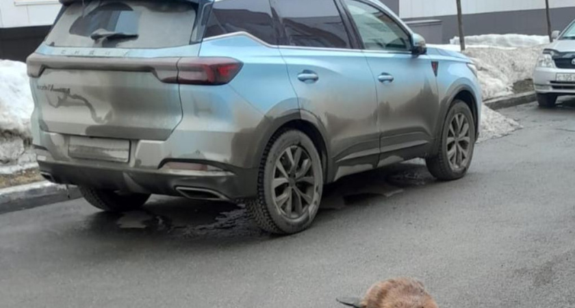 В Татарстане спасли бобра, который забрел в жилой комплекс
