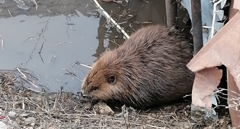 В Татарстане бобер забрел в нежилой дом 