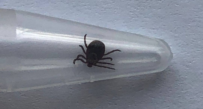 Зарегистрирован первый случай укуса клеща в Челнах