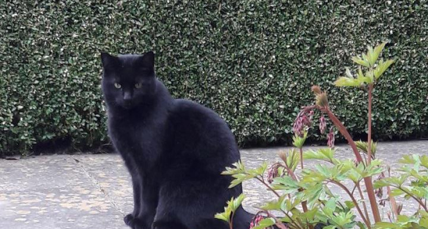 Мэр Челнов призвал заранее оповещать жителей о ремонте дворов