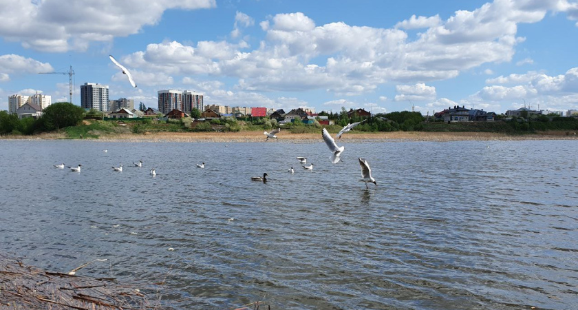 Расчистка Мелекески продолжится в 2025 году 