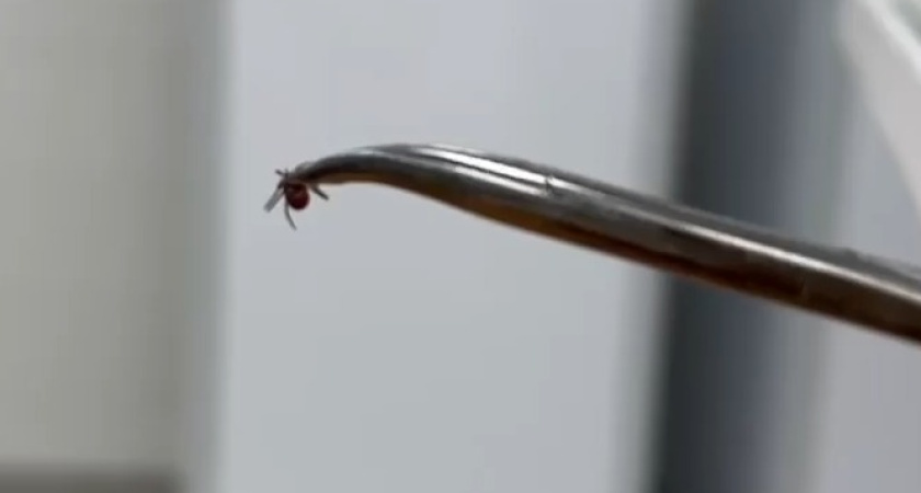 В Челнах ребенка укусил клещ 