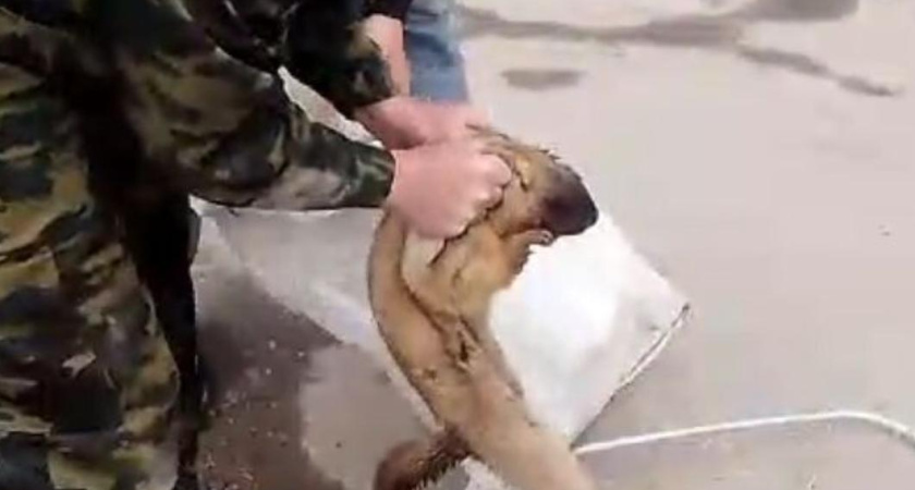 В Татарстане в банк забрался сурок – зверек отказывался уходить