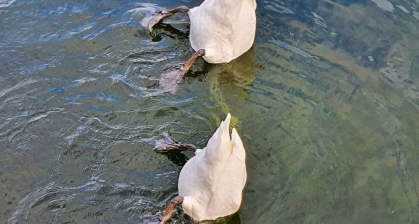 Сезон охоты начался в Татарстане 