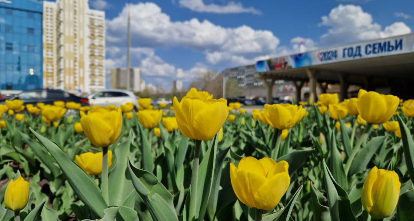 В Челнах раньше срока зацвели тюльпаны (фото)
