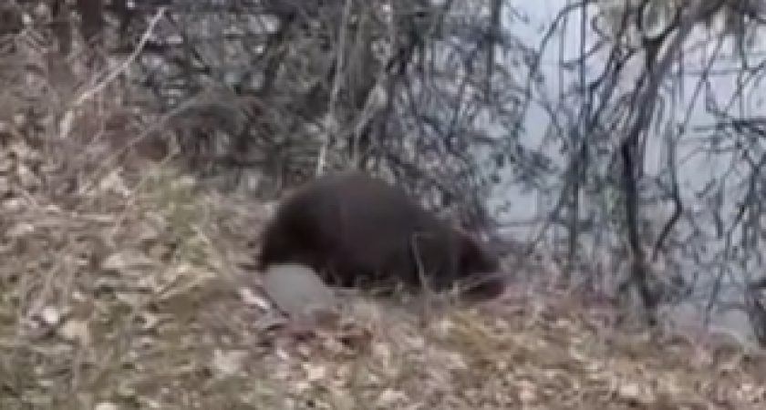 На завод в Нижнекамске забрел бобр (видео)