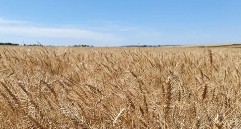 Посевная кампания в Татарстане подорожала на 2 млрд рублей