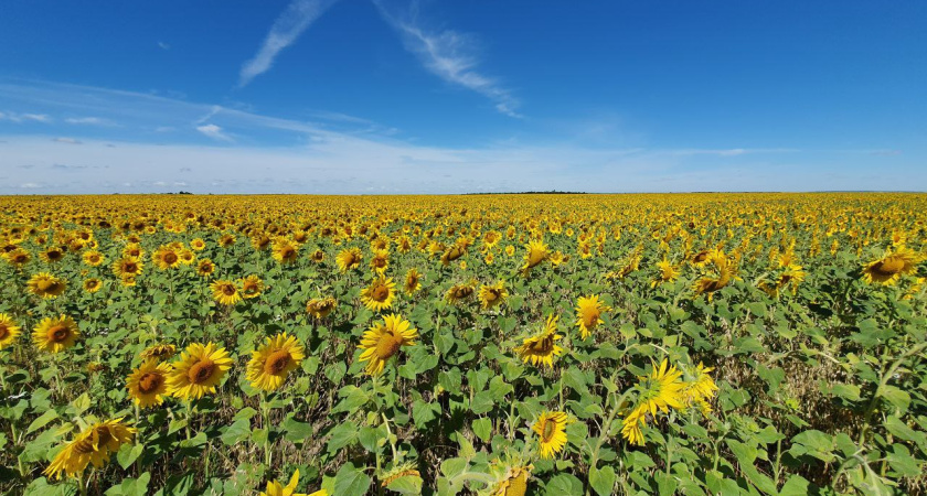 Аграрии Татарстана закупают посевной материал во Франции