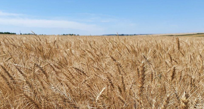 Под Челнами построят зерновой хаб для отправки зерна в Китай и Иран
