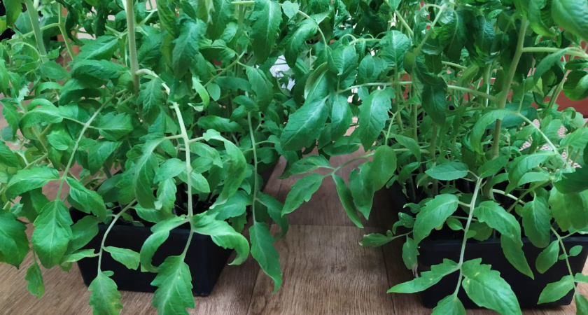 Лишенник из Челнов отвез рассаду и оштрафован на 50 тыс. рублей