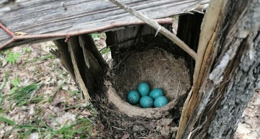 В Татарстане у дроздов-рябинников вылупились птенцы (фото)