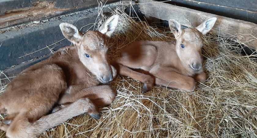 В Татарстане спасли лосят, оставшихся без мамы (видео)