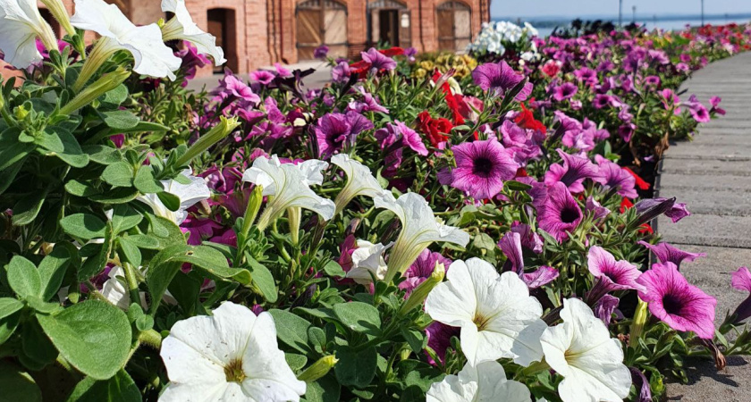 Плюс 25 градусов, гроза, дожди и град - прогноз погоды в Татарстане