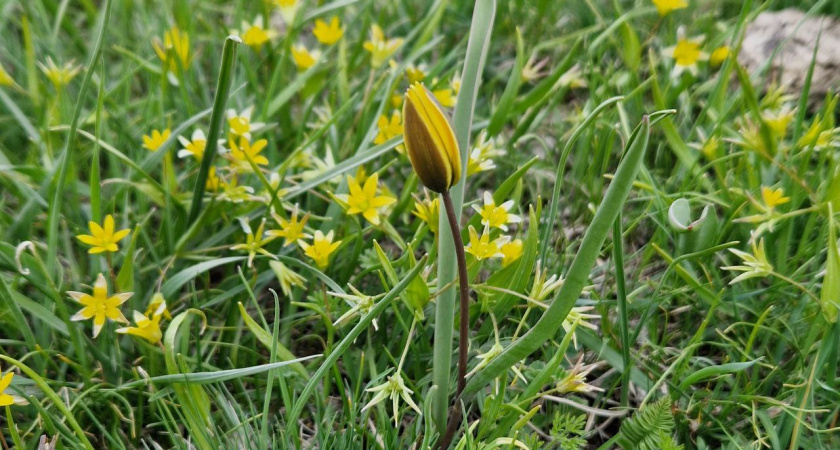 В Татарстан вернутся заморозки