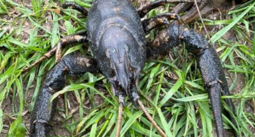 Браконьер выловил под Мензелинском более 700 раков