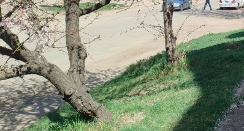 В Челнах просят благоустроить бульвар Камала