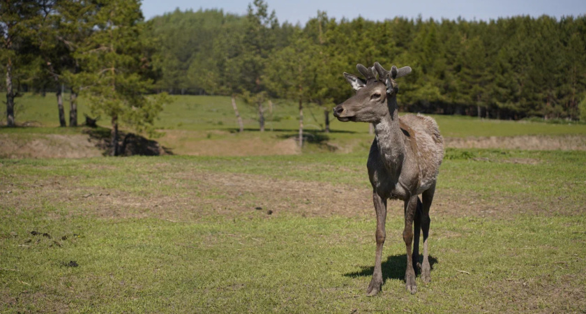 Из питомника в Татарстане выпустили на волю маралов