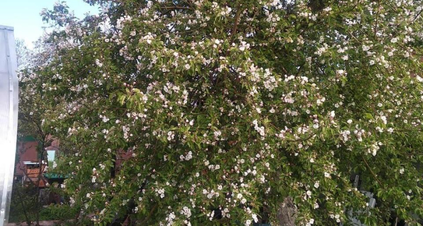 Автобусы на дачу: расписание на 2024 год