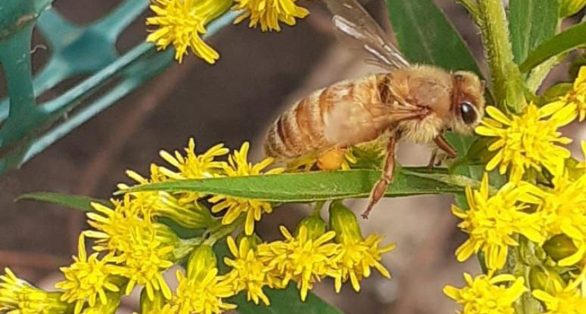 Только цветочки: холодная весна может оставить Татарстан без ягод и меда