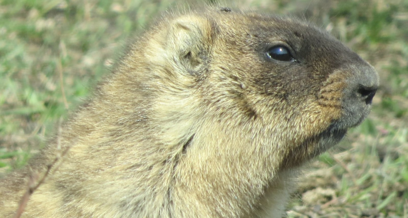 В Татарстане проводят перепись сурков