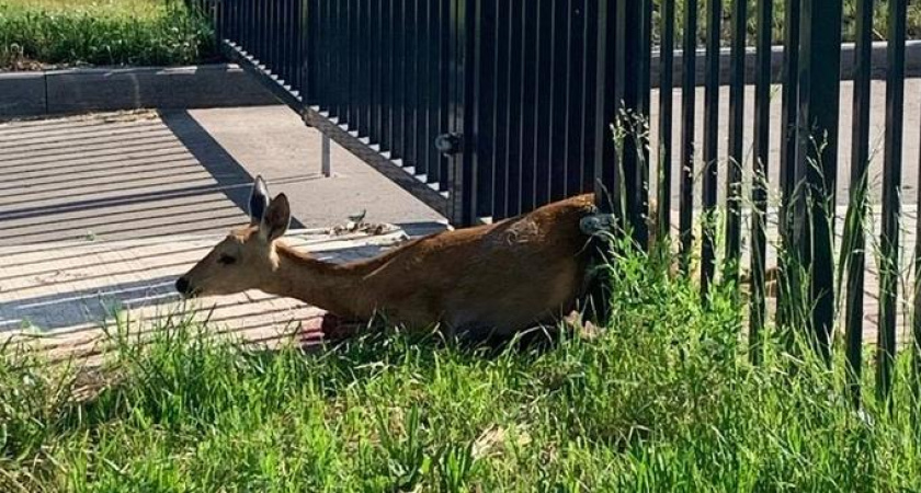 В заборе жилого комплекса в Челнах застряла косуля