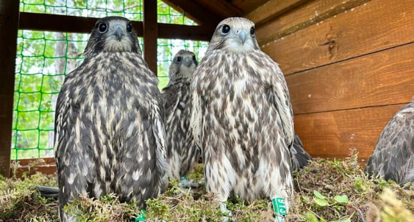 В Татарстане намерены восстановить популяцию сокола-балобана