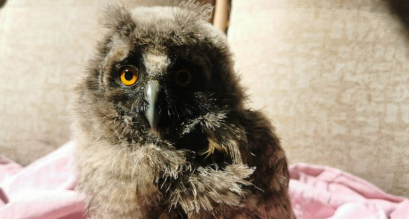 В Татарстане спасли птенца ушастой совы, выпавшего из гнезда (видео)  