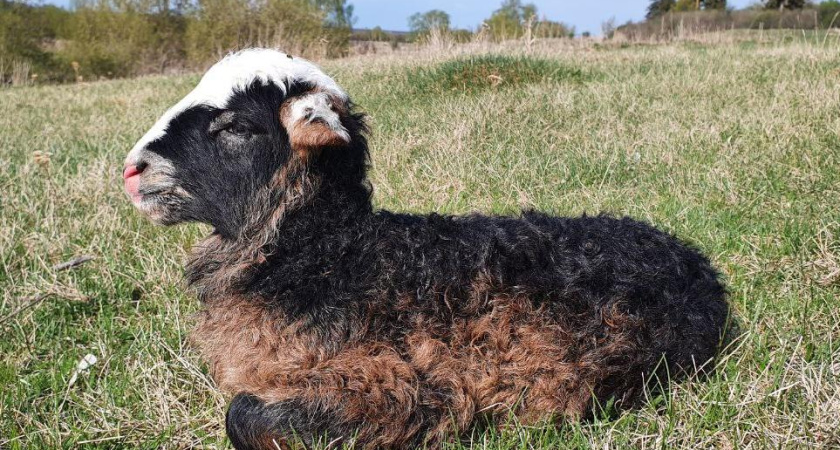 В память о великой жертве: в Челнах отметят Курбан-байрам