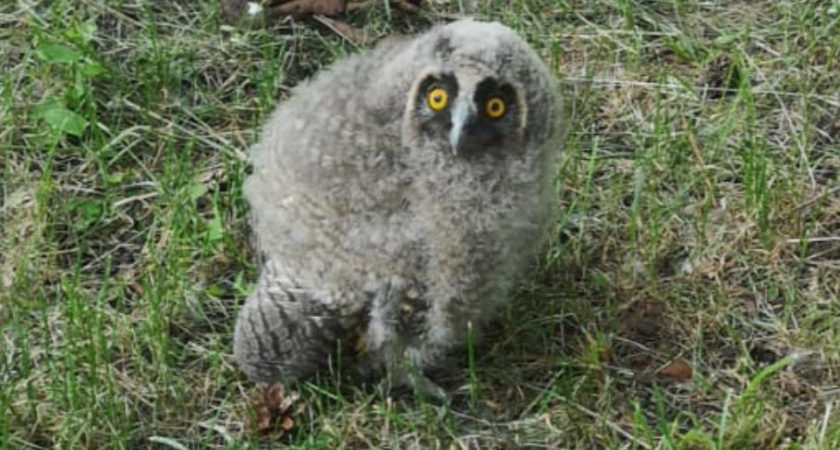 В Татарстане спасли слетка ушастой совы