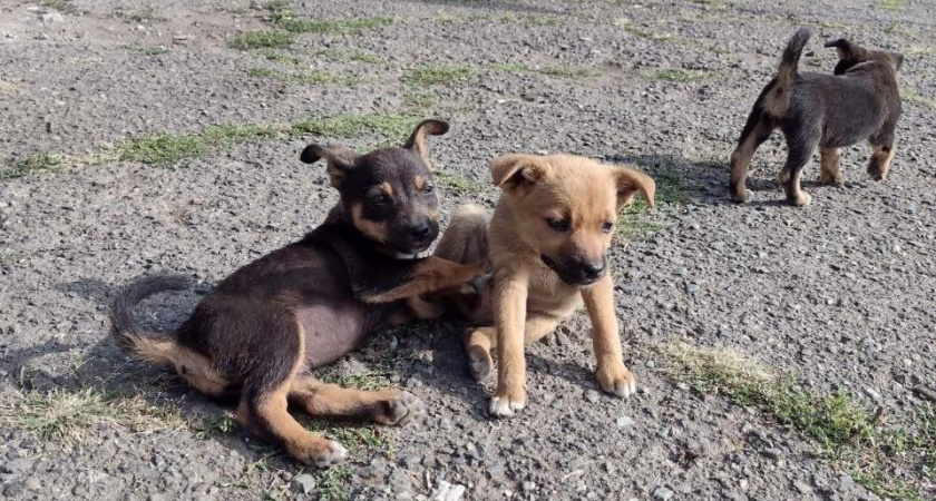 В Челнах женщина пыталась через суд выселить трех собак из квартиры соседей
