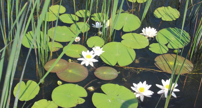 В Татарстане Бездна покрылась кувшинками