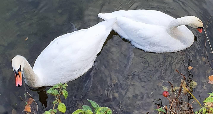 Лебедя с поврежденным крылом спасли в Татарстане (видео)