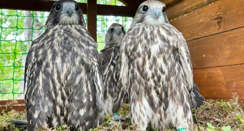 В Татарстане выпустили на волю краснокнижных соколов