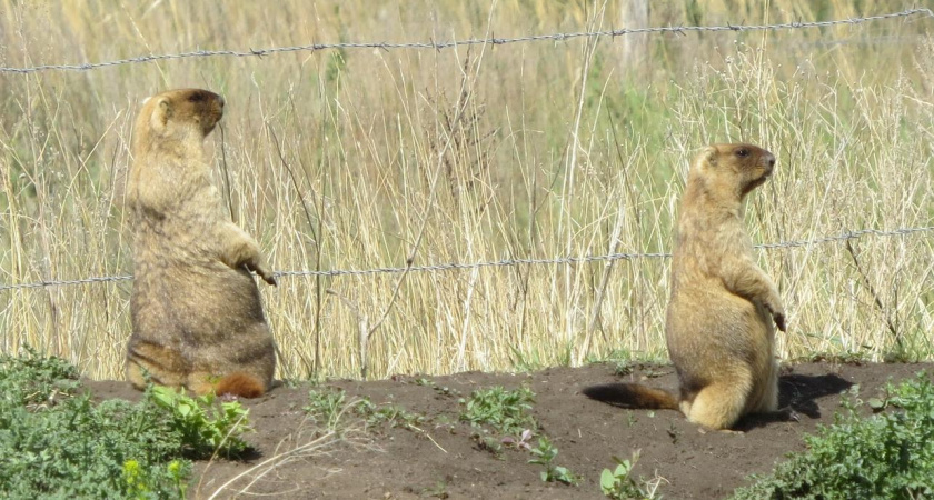 В Татарстане пересчитали степных сурков