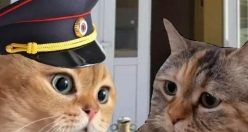 В МВД записали ролик с мемными котами, чтобы предупредить о мошенниках (видео)