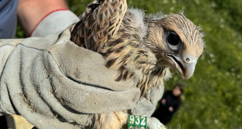 В Татарстан доставили еще 10 птенцов краснокнижного сокола-балобана