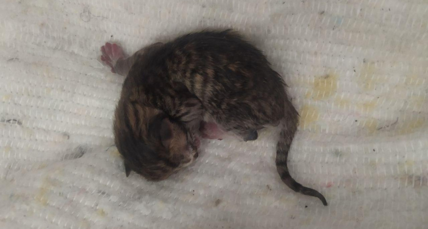 Срочно требуется дом: в библиотеке Челнов родились котята (видео)