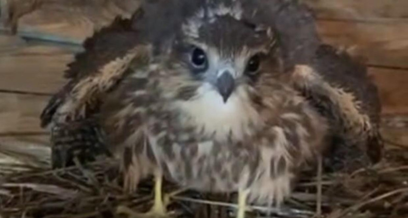 В Татарстане спасли слетка краснокнижной птицы