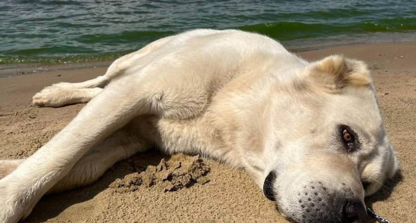 Рустам Минниханов поделился новым фото своего алабая