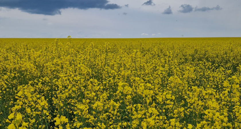 Минсельхозпрод РТ: 187 тыс. тонн зерна намолочено в Татарстане