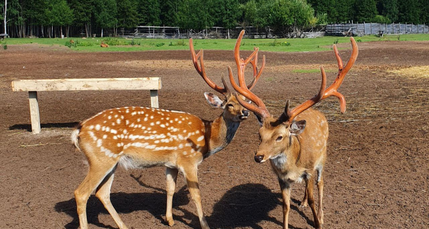 В Татарстане заготавливают корма для маралов 