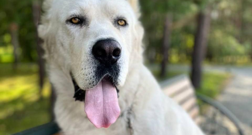 «Ест как слон»: Минниханов опубликовал новое фото своего алабая 