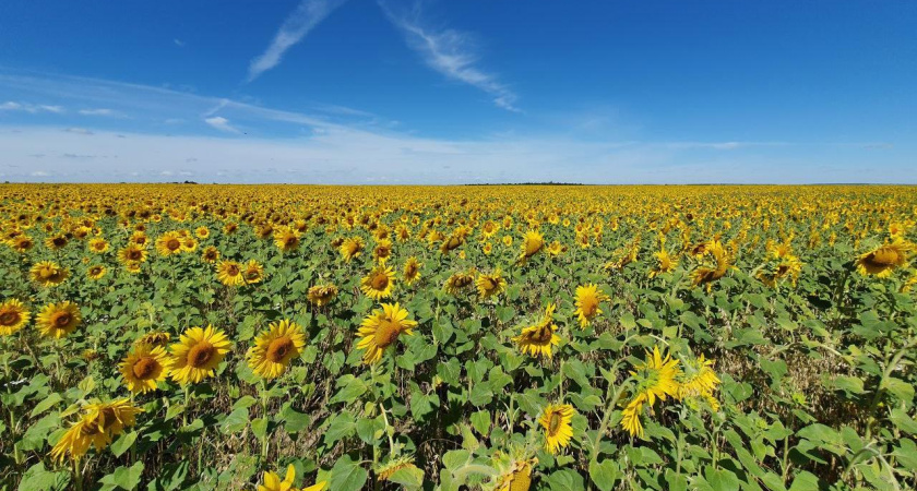 В Татарстане потеплеет до плюс 26 градусов