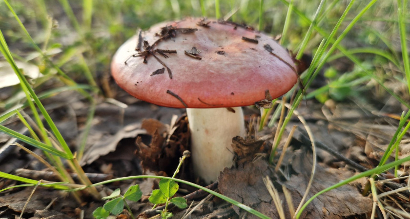 В Татарстане за три недели отравились грибами 9 человек