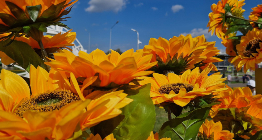В Челнах началась подготовка к фестивалю цветов (фото)